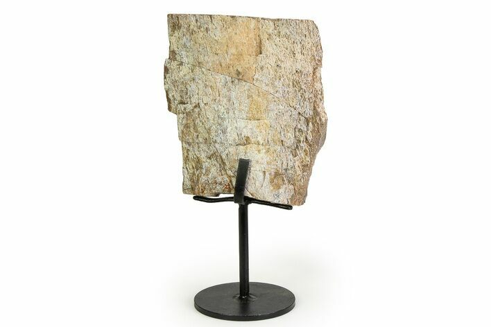 Fossil Sauropod Limb Bone Section with Metal Stand - Colorado #354321
